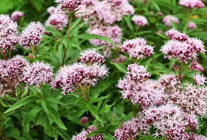 Natuurlijke slaapmiddelen: valeriaan