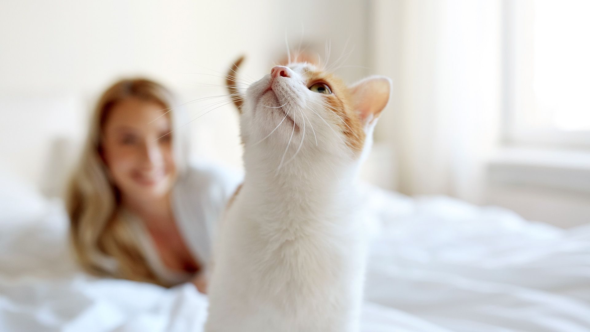 Kat in bed? Niet doen! 9 redenen om de kat te verbannen uit de slaapkamer