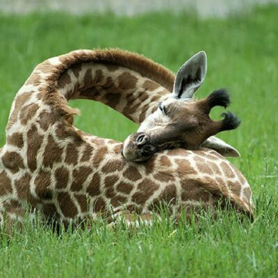 Powernappen als een giraffe