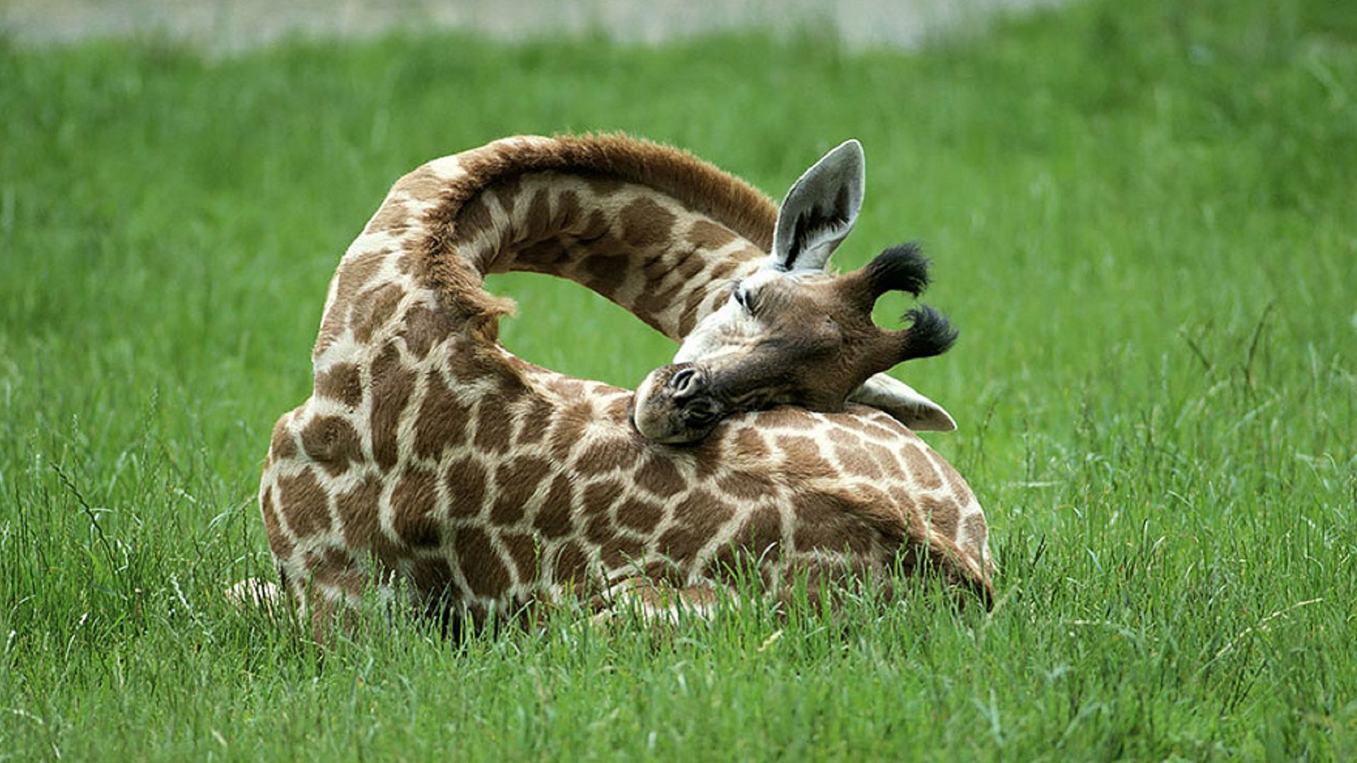 Powernappen als een giraffe