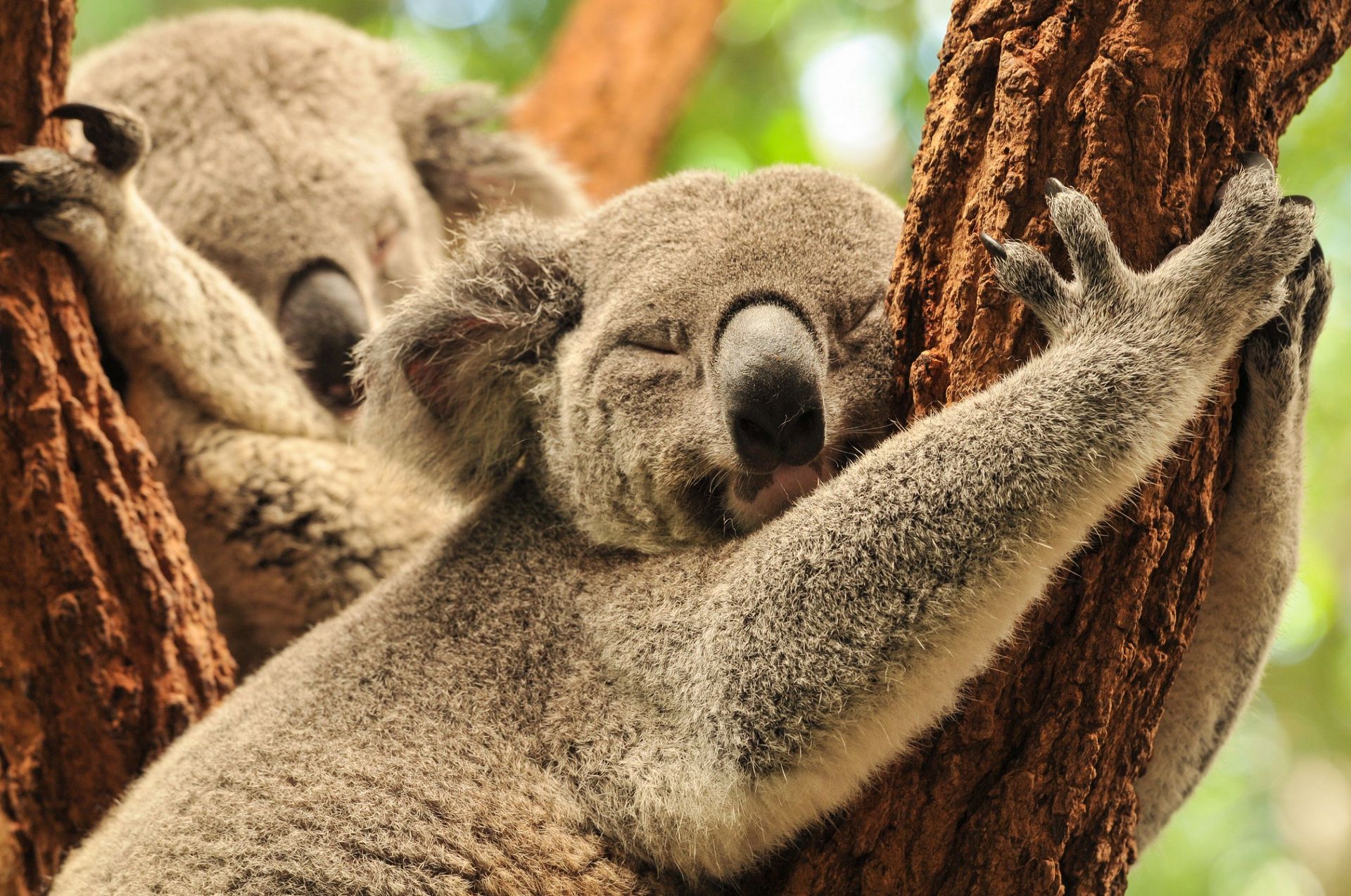 Net als een koala in een boom slapen