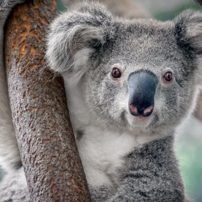 Wie is er net zo lui als een koala?