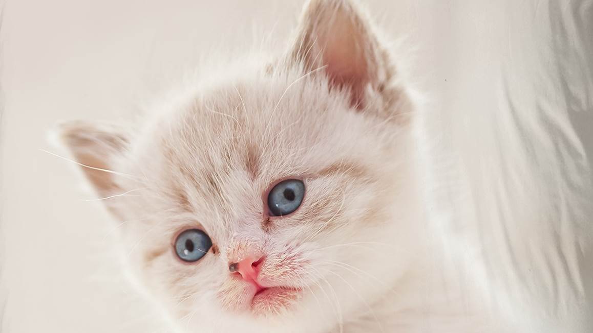 Good Morning Catty dekbedovertrek