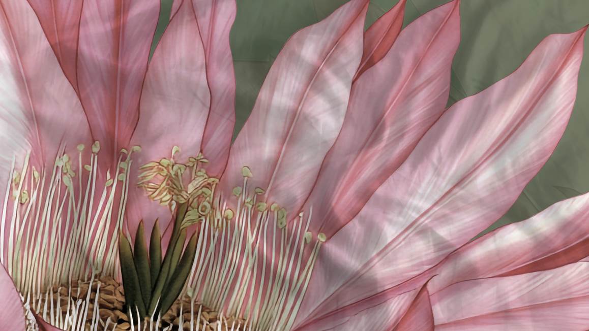 Heckettlane Mesa dekbedovertrek