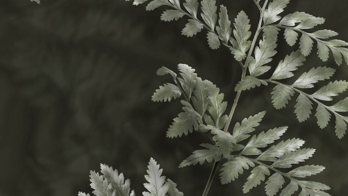 Heckettlane Rua dekbedovertrek