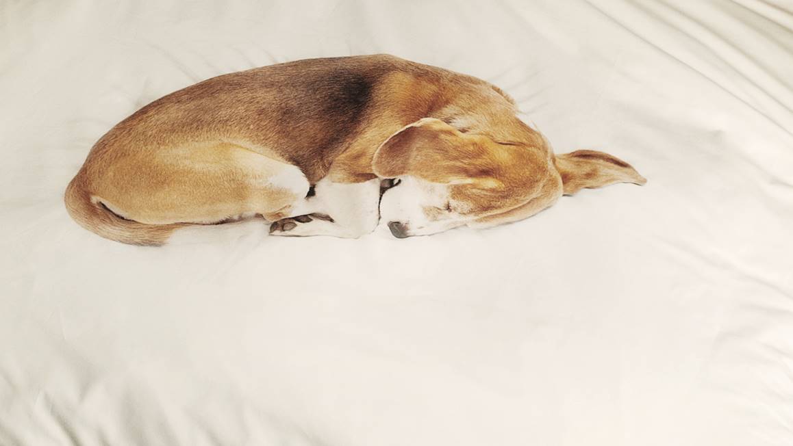 Reden Dapperheid verpleegster SNURK Bob dekbedovertrek – lief dessin met slapende hond -  Smulderstextiel.nl