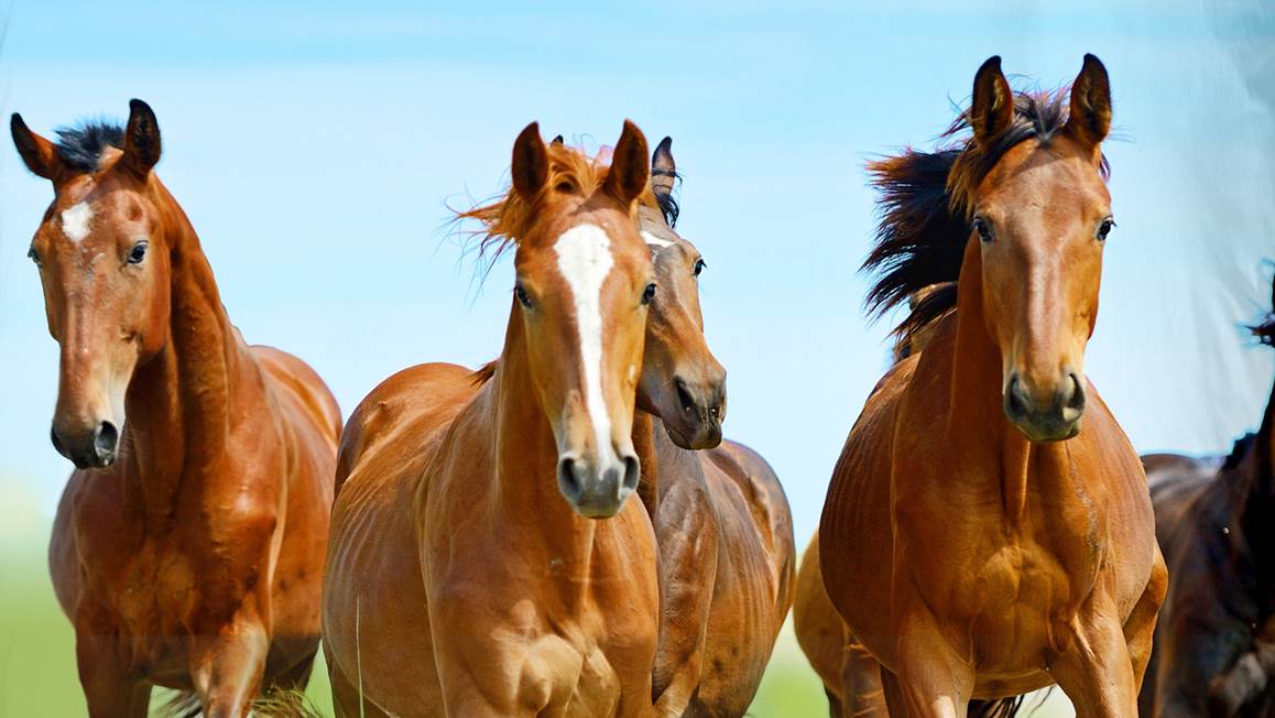 Good Morning Horses dekbedovertrek