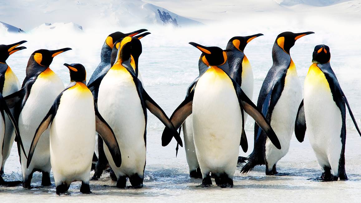 Onderscheid half acht Kilimanjaro Snoozing Pinguins dekbedovertrek – Multi - Smulderstextiel.nl