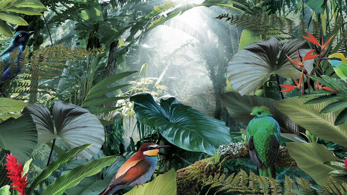 Snoozing Tropical Birds dekbedovertrek