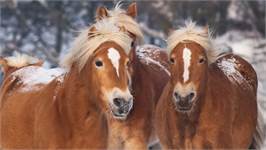 Good Morning Happy Horses flanel dekbedovertrek