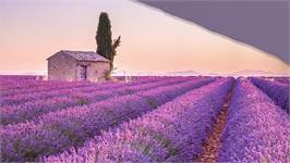 Pure Lavender dekbedovertrek
