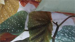 Beddinghouse Begonia dekbedovertrek