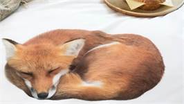 SNURK Sleeping Fox dekbedovertrek