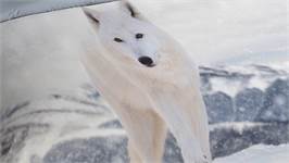 Pure White Fox dekbedovertrek