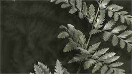 Heckettlane Rua dekbedovertrek