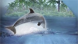 Snoozing Paradise Dolphin dekbedovertrek