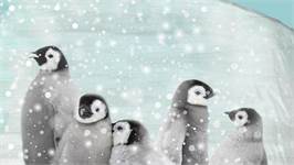 Good Morning Pengu flanel dekbedovertrek
