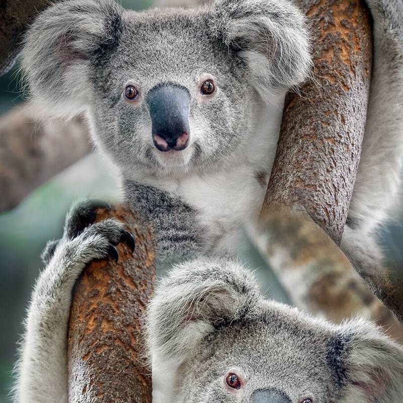 Good Morning Koala dekbedovertrek