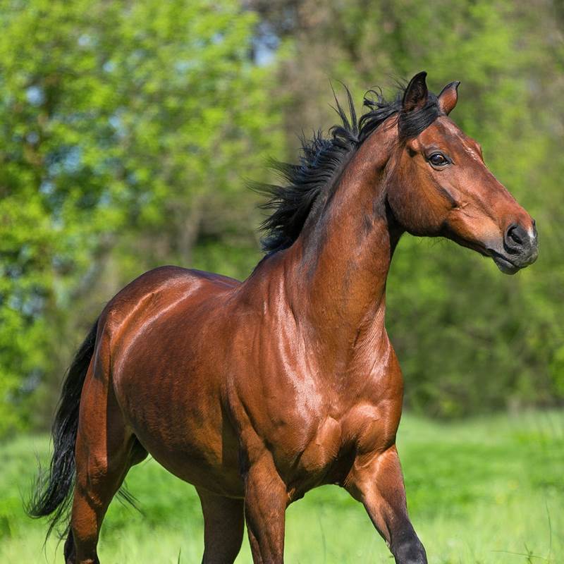 Good Morning Running Horse Dekbedovertrek Multi Smulderstextiel Nl