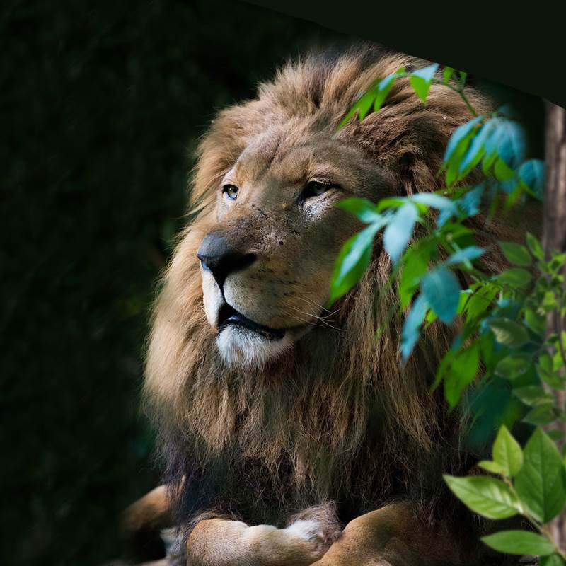 Pure Lion dekbedovertrek