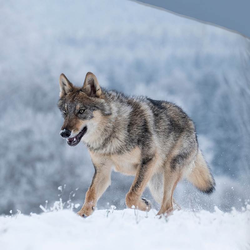 Good Morning Snow Wolf dekbedovertrek