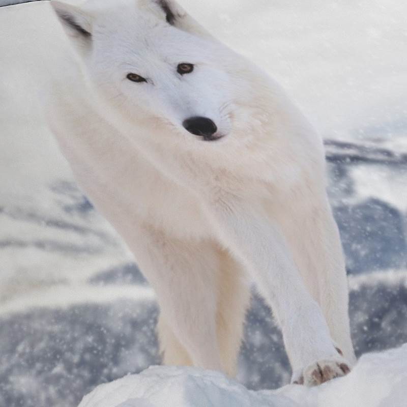 Pure White Fox dekbedovertrek
