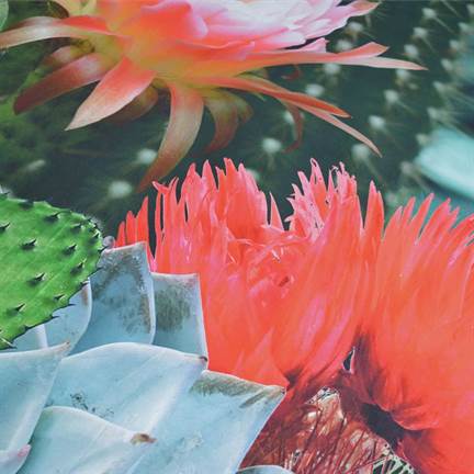 Snoozing Cactus dekbedovertrek