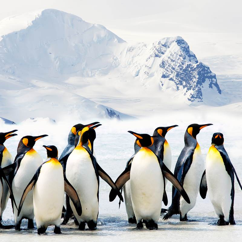 Snoozing Pinguins dekbedovertrek