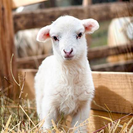 Good Morning Lamb dekbedovertrek