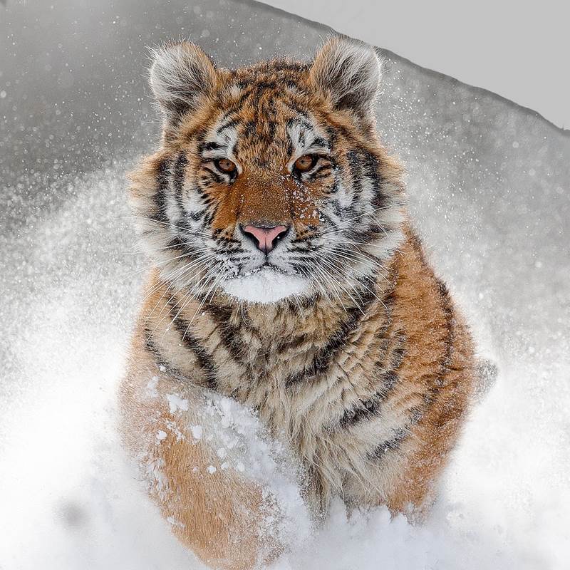 Good Morning Snow Tiger flanel dekbedovertrek
