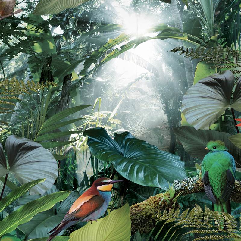 Snoozing Tropical Birds dekbedovertrek