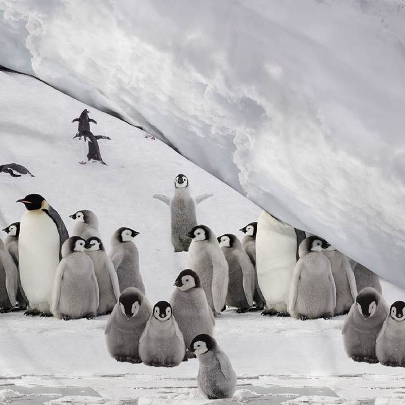 Zohome Pinguin flanel dekbedovertrek